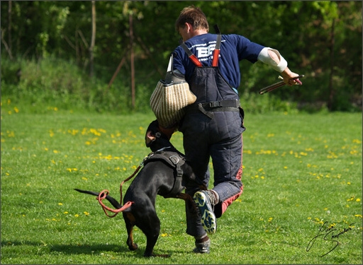 Dogs in training 5/2008